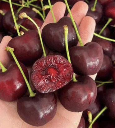 Cherry đỏ Mỹ size 10 - I0004732