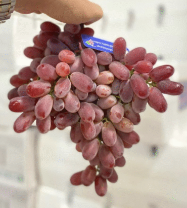 Nho đỏ Crimson Úc